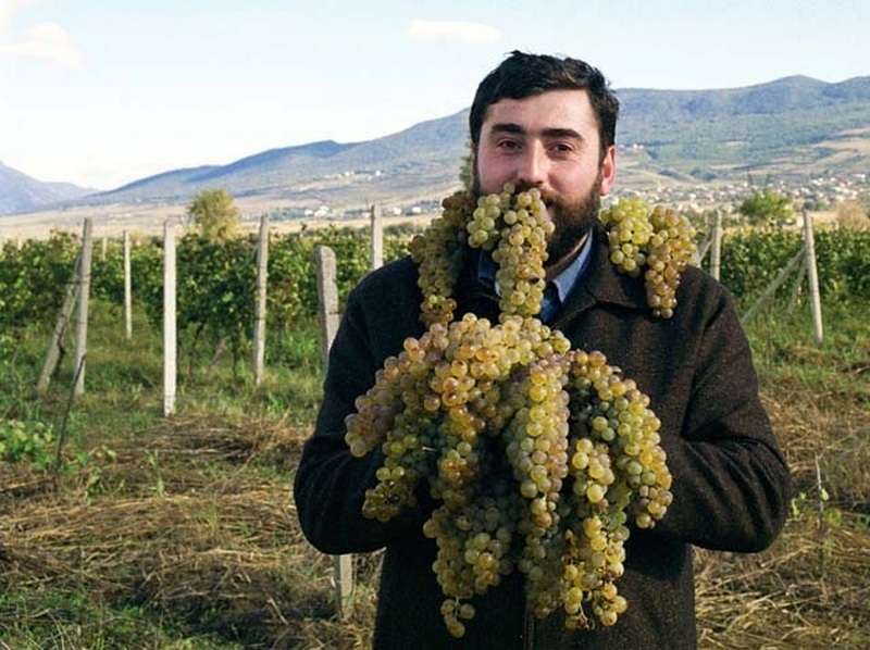 Приправы травы названия и фото