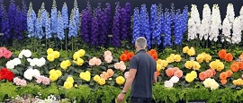 Выставка цветов в Лондоне