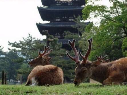 Парк Нара с ручными оленями