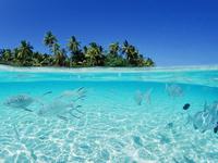 Подводный мир Мальдивских островов