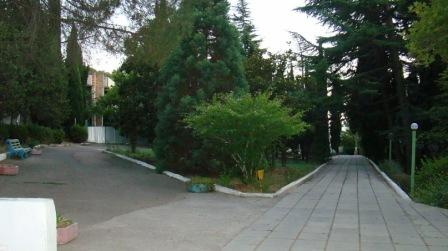 Кипарис - двор